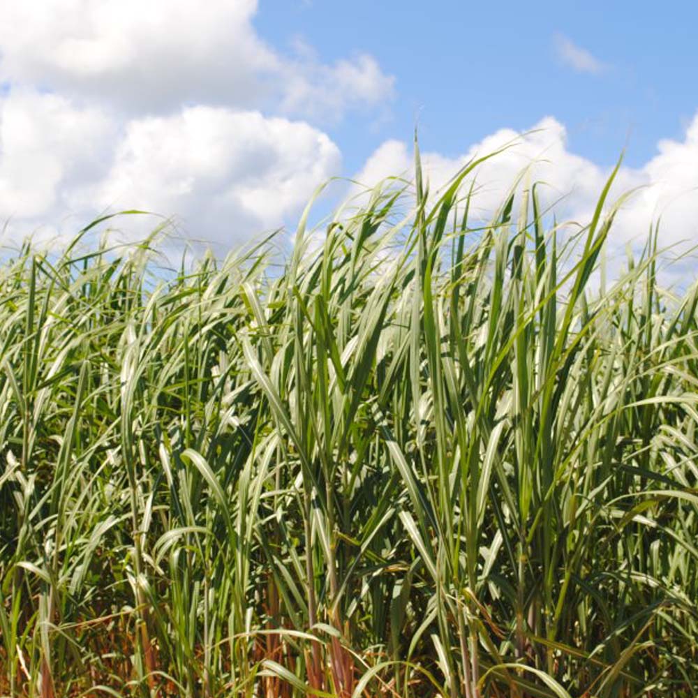 ☆ライスジャームオイル