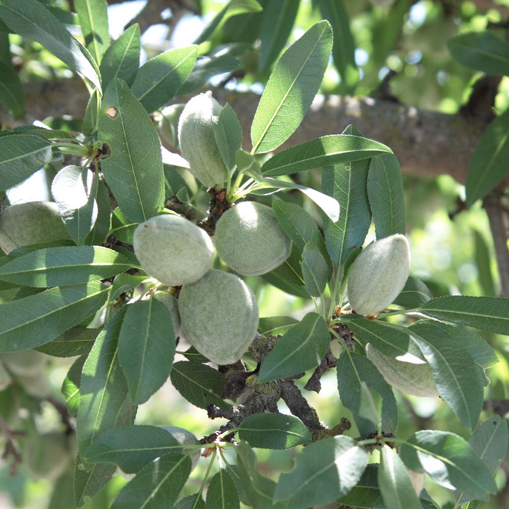 ☆スイートアーモンドオイル