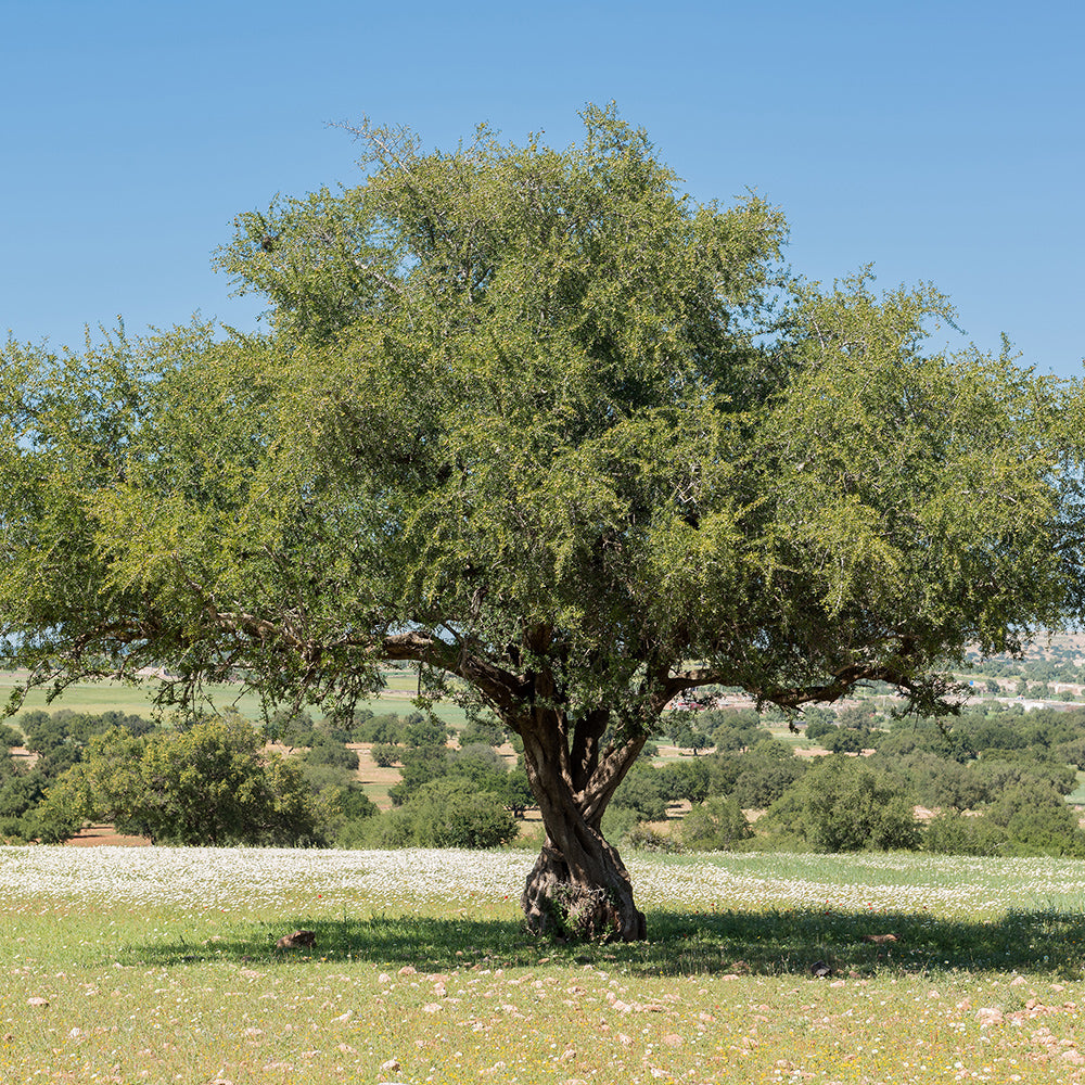 ☆有機アルガンオイル