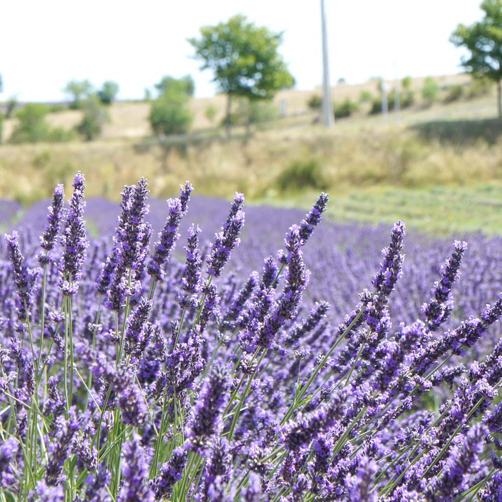 ラベンダー・フランス