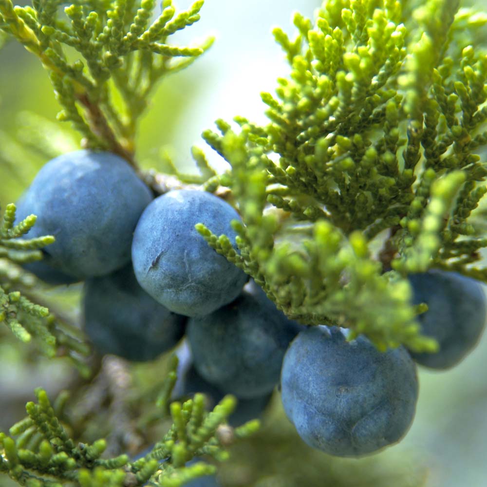 ジュニパーべリー