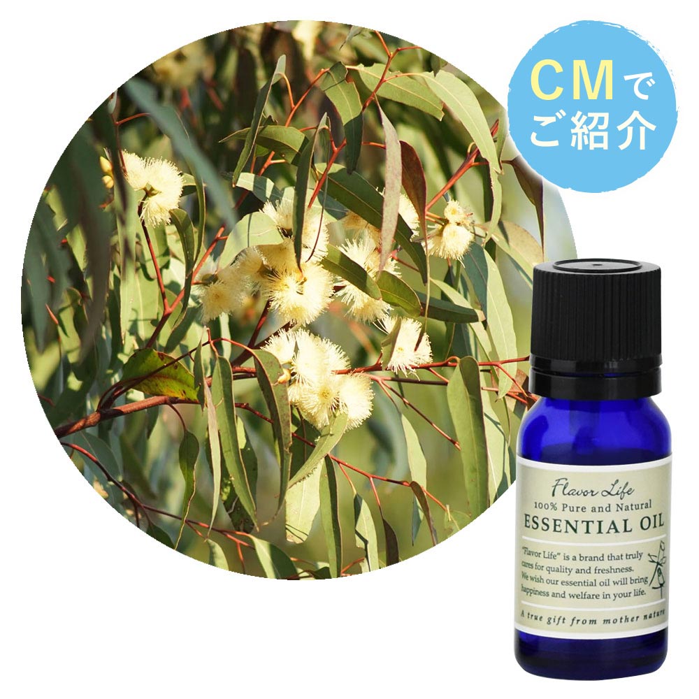 ユーカリ・シトリオドラ